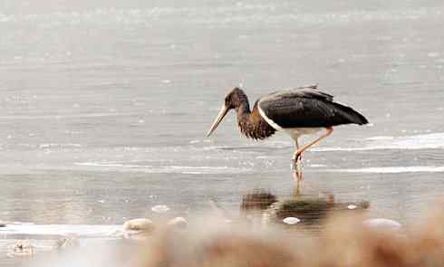 五百分之八的黑鹳