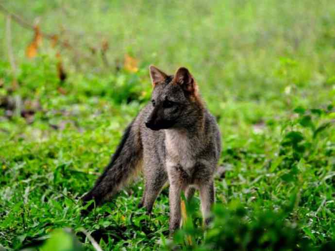 犬科：狐亚科食蟹狐属之食蟹狐
