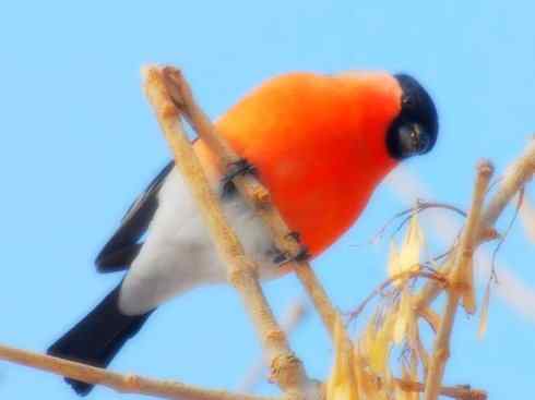 家禽驯化之源之三十二 家禽驯化之源之三十二