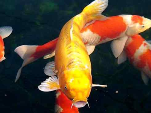 龙：传说的兽原型探秘（鲤鱼）