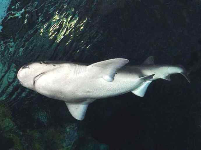 鱼类活化石：皱鳃鲨