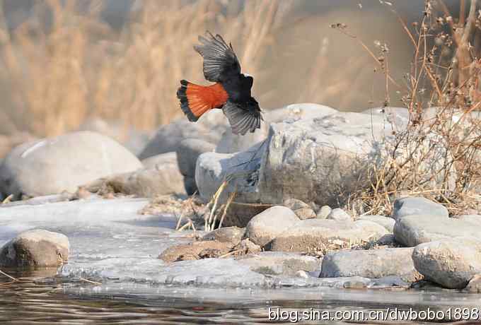 白顶溪鸲 wbr在水一方