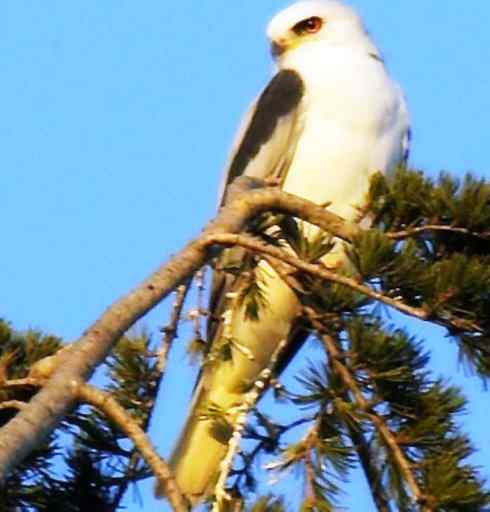 白头鸟系列：另类的美丽（白尾鸢）