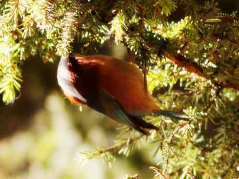 美丽无罪：雀鸟之欣赏