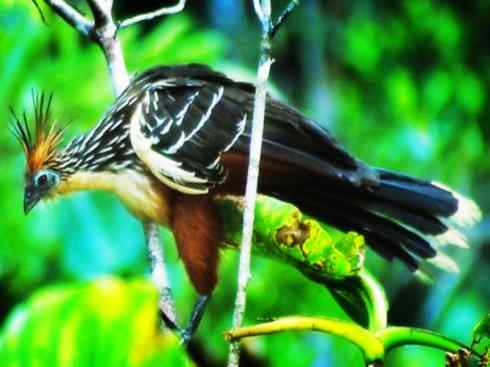 猎奇：十大奇异鸟类之三