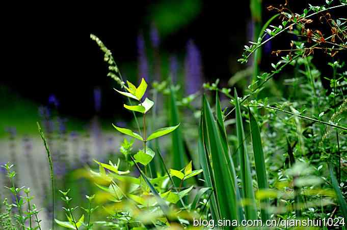 拍白眉姬鹟(植物园)