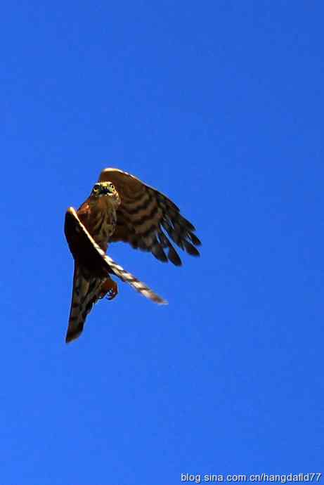 放飞鹰隼（2）