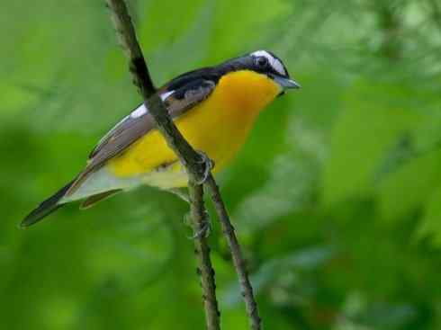 美丽无罪:雀鸟之姬鹟 美丽无罪:雀鸟之姬鹟