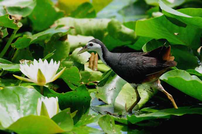 龙潭西湖的白胸苦恶鸟