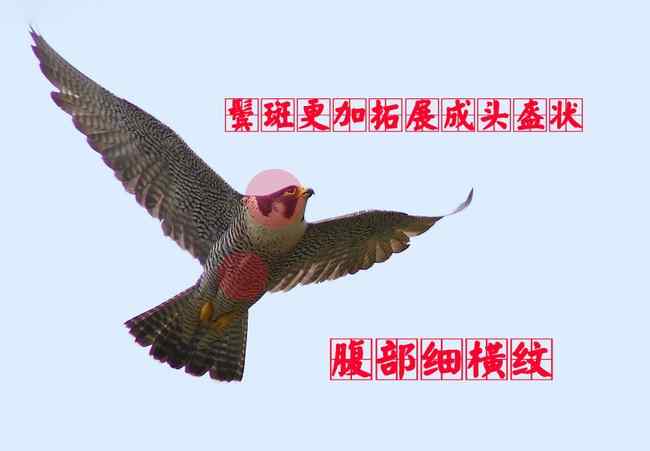 游隼成鸟 猛禽大全——中国东部地区27种迁徙类猛禽辨识