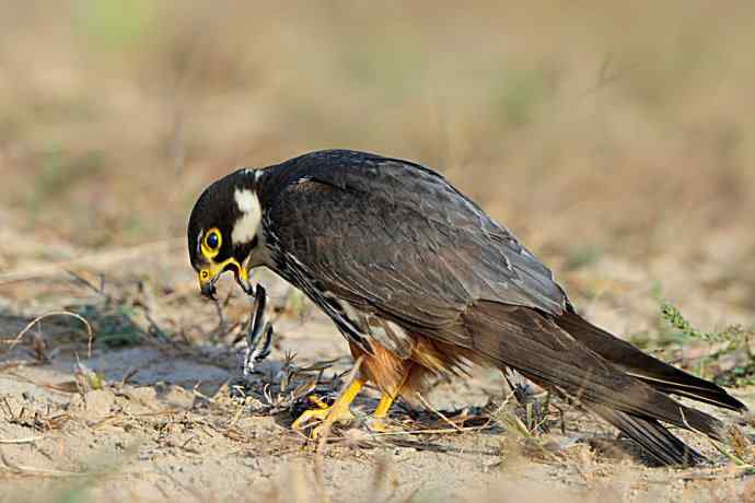 弱肉强食（杀戮吞噬篇）
