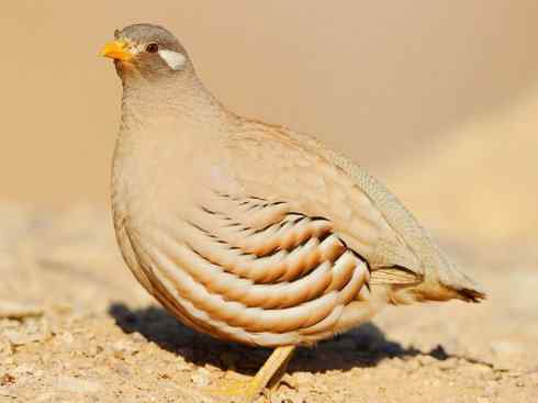 凤凰：传说的鸟原型探秘（雉鸡）