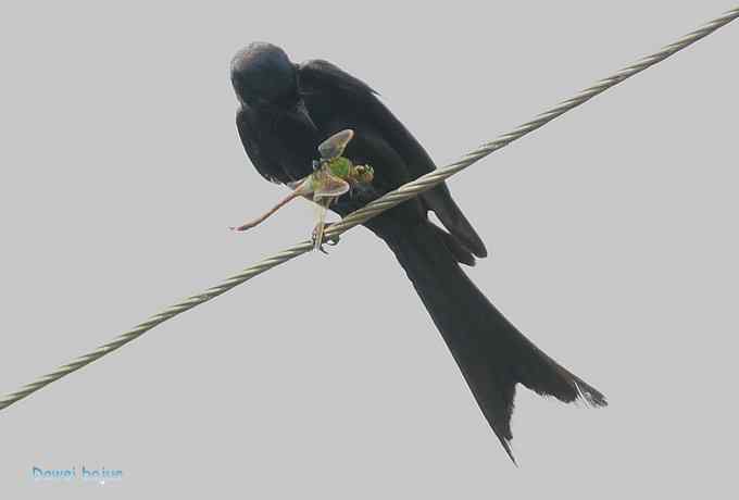 黑卷尾和疑似灰暗鹃鵙（雌）