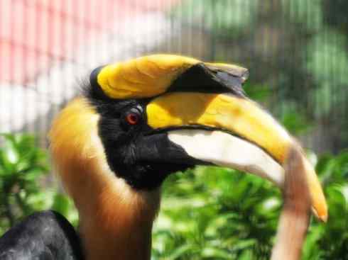 猎奇：奇特的鸟喙之三