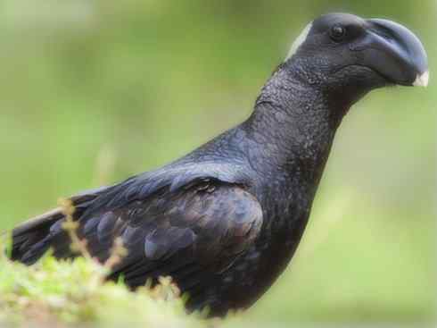 奇特的盔：厚嘴渡鸦