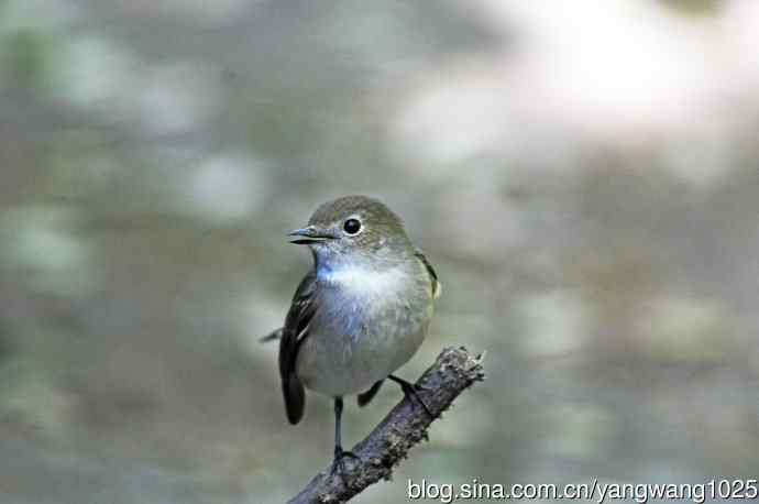 红喉姬鹟（11）