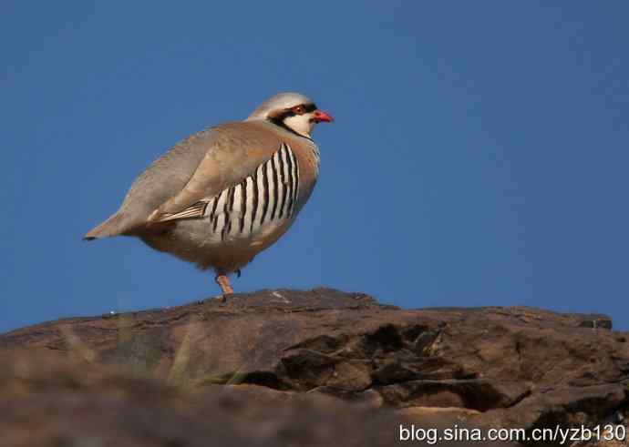 搂草打兔子（组图，15张图片）