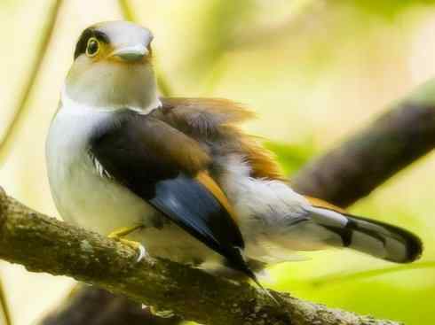 美丽无罪：雀鸟之阔嘴鸟