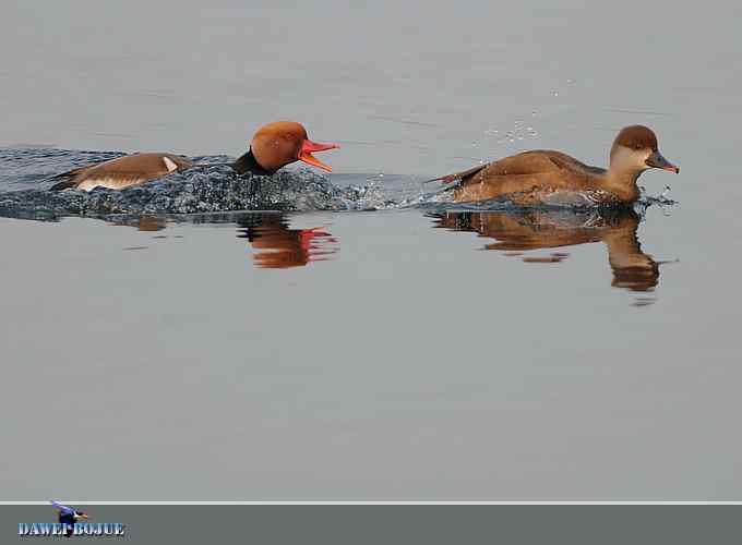 赤嘴潜鸭：冬天の靓色