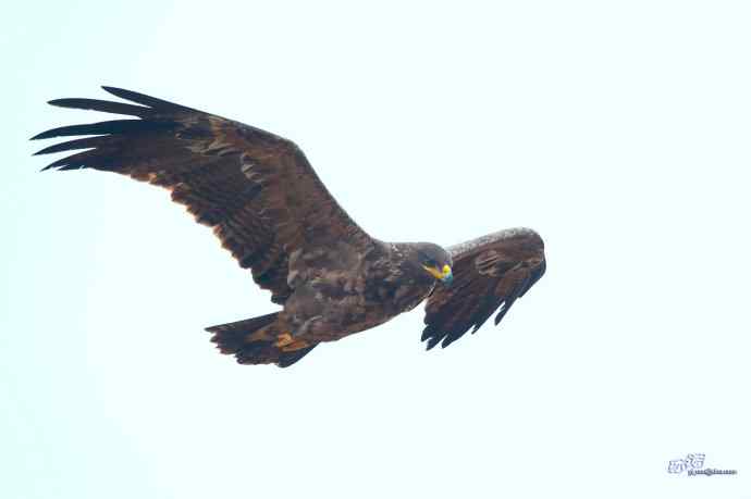 一组草原雕迎面起飞和飞行图（拍摄距离60米）