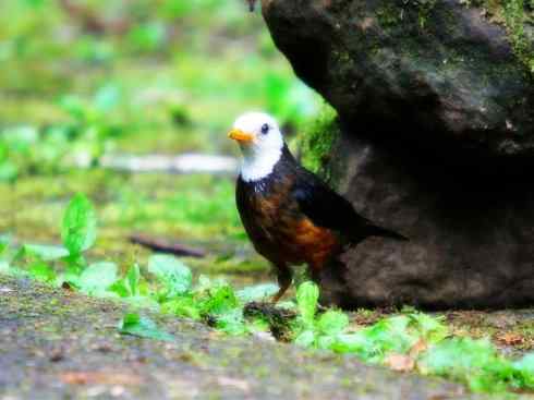 白头鸟系列：另类的美丽