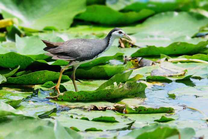 龙潭西湖的白胸苦恶鸟