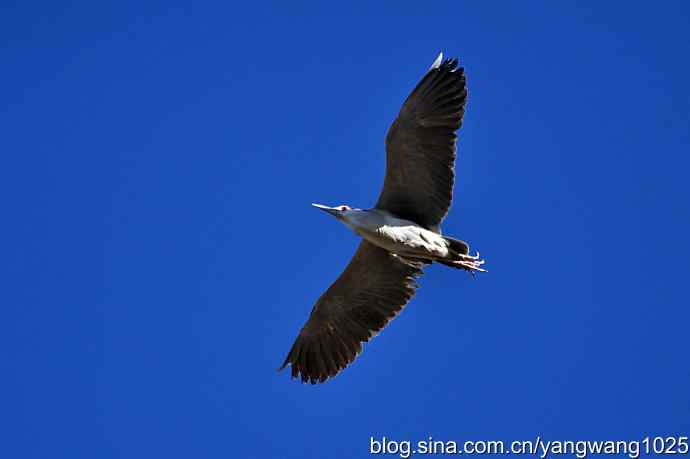 飞(夜鹭)2 飞(夜鹭)2