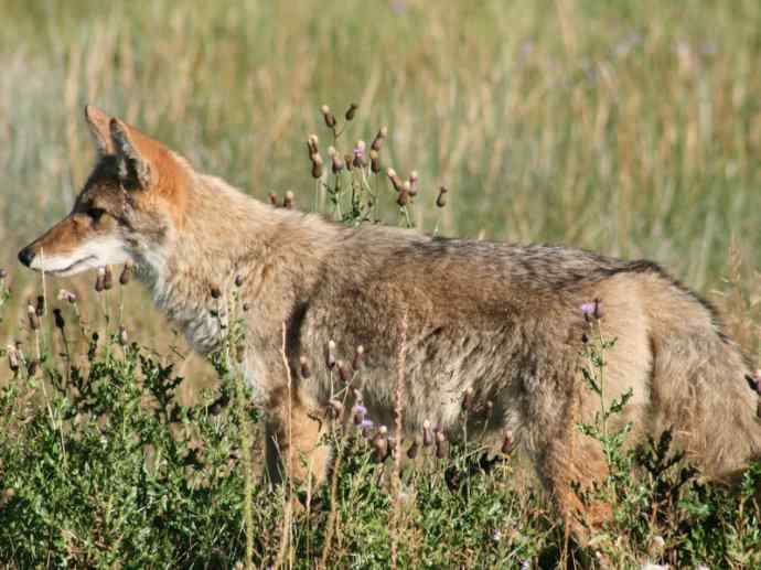 犬科:犬亚科犬属之郊狼、红狼 犬科:犬亚科犬属之郊狼、红狼