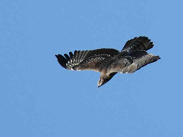 望京楼观赏猛禽迁徙