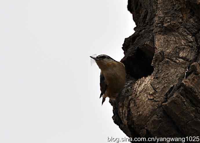黑头鳾（shi）的小家