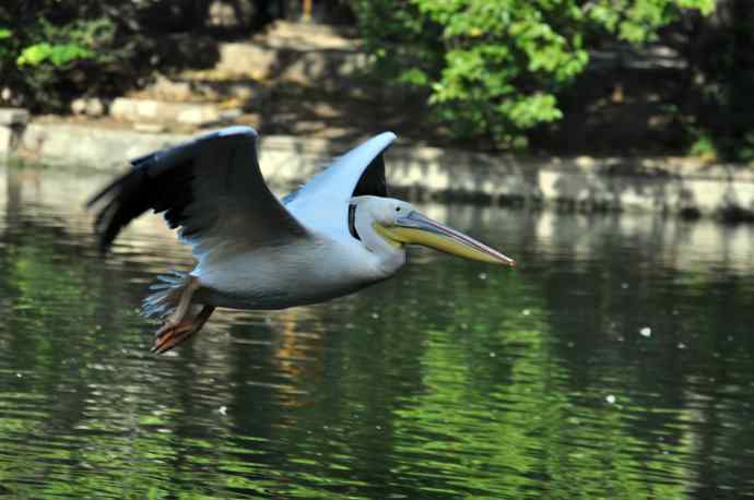 再拍鹈鹕 wbr wbr13