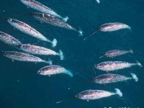 独角兽:传说的兽原型探秘(独角鲸) 独角兽:传说的兽原型探秘(独角鲸)