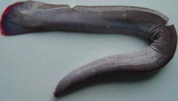 鱼类活化石：盲鳗