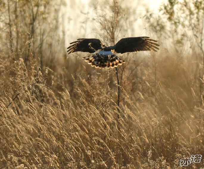 官厅水库 wbr路 wbr四种猛禽 官厅水库 wbr路 wbr四种猛禽
