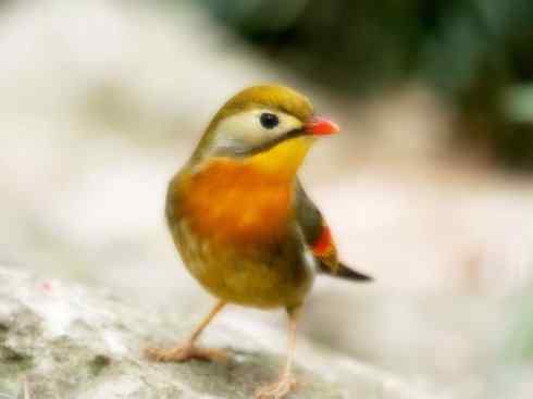 家禽驯化之源之十五 家禽驯化之源之十五