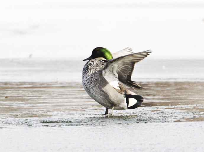 北京野鸟摄影——罗纹鸭