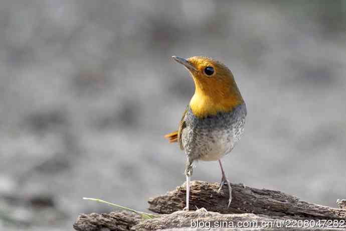 233.打鸟归来收获多多---(5)日本歌鸲 233.打鸟归来收获多多---(5)日本歌鸲