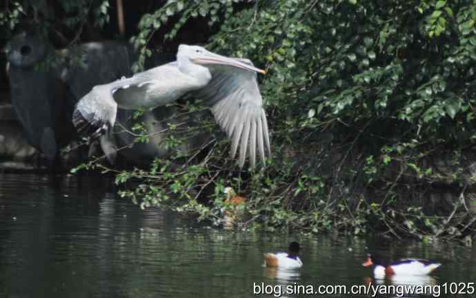 再拍大鹈鹕 wbr3 再拍大鹈鹕 wbr3