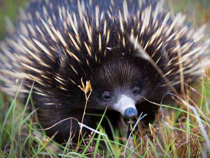 盘点十二大著名食蚁动物：短吻针鼹