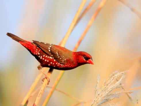 极品红色鸟类：红梅花雀