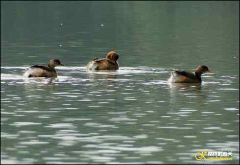 邂逅鈥溞鈥潯菊掌