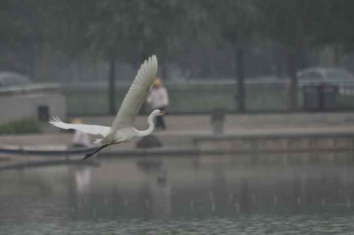 奥林匹克公园白鹭飞 wbr1