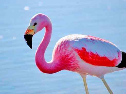 极品红色鸟类:火烈鸟 极品红色鸟类:火烈鸟