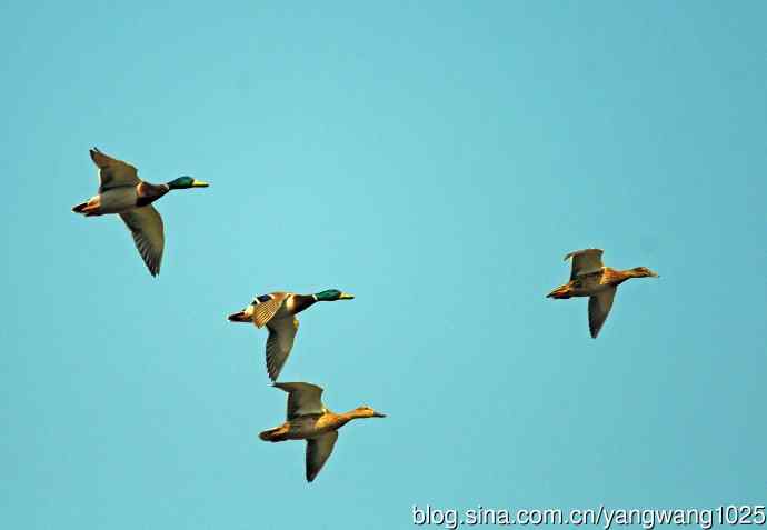 绿头鸭（3）