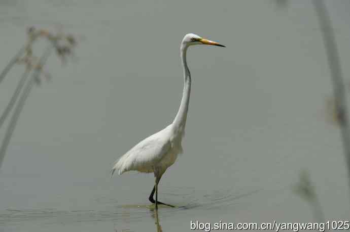 奥林匹克公园白鹭飞 wbr4