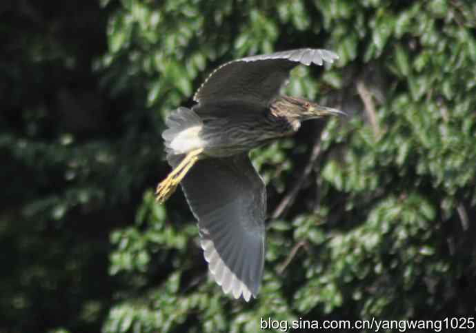 夜鹭（大丽抓拍）