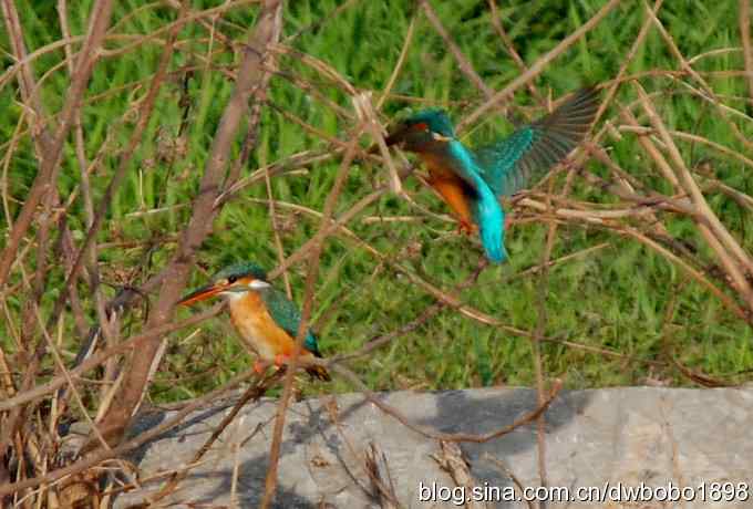 小翠儿过节踩蛋忙