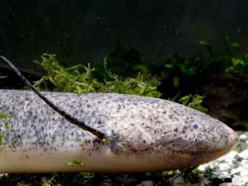 鱼类活化石：非洲肺鱼