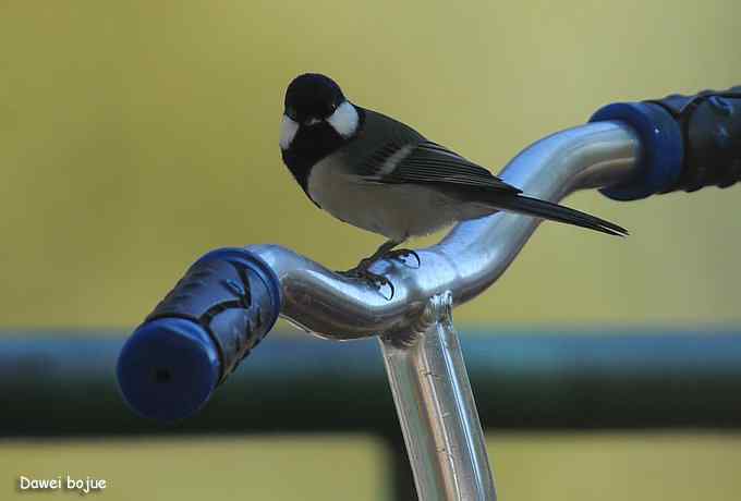 翩然红翅和十渡的那些鸟