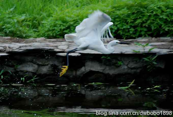 鸟友同游怀沙河 鸟友同游怀沙河